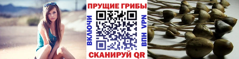 Галлюциногенные грибы GOLDEN TEACHER  где продают наркотики  Пушкино 